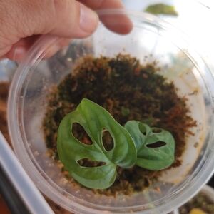 Green Reptile Habitat Plant Accessory